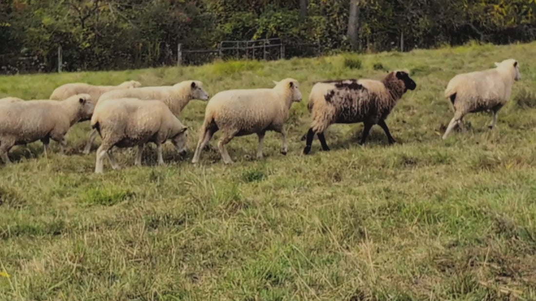 sheep walking in a pasture